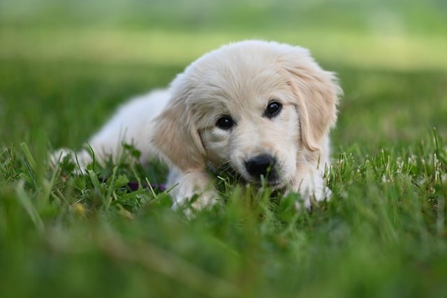 golden retriever amber blue, golden puppy, puppy, nature, animal, pet, dog