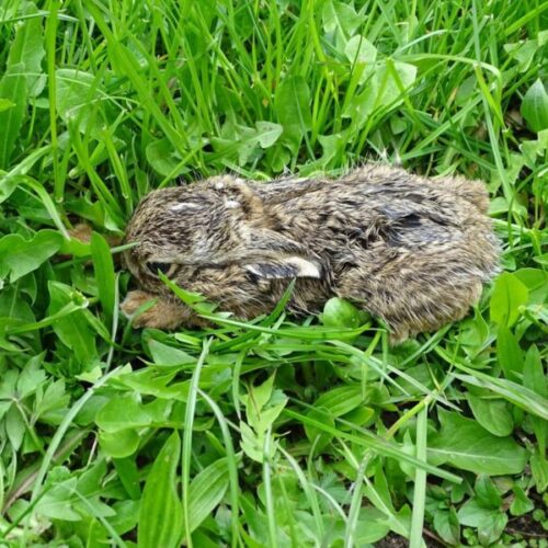 Die Osterschnüffler sind los am 4. April!